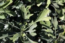 Ginkgo biloba FASTIGIATA BLAGON (PBR) cont. 30L 150-175 cm