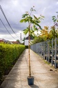 Albizia julibrissin OMBRELLA cont. 18L hoogstam 6-8