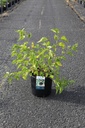 Morus rotundiloba MOJO BERRY (PBR) cont. 12L 60-80 cm +f