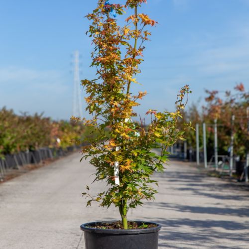 [P] Acer palmatum 'Orange Dream' cont. 15L 80-100 cm