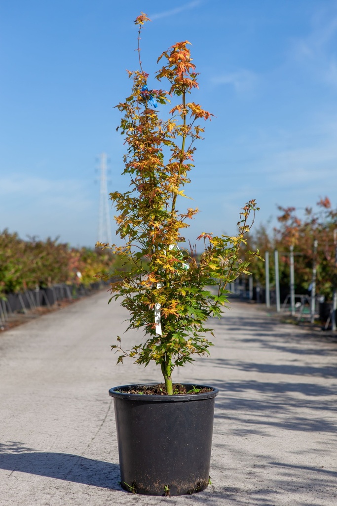 Acer palmatum 'Orange Dream' cont. 15L 80-100 cm