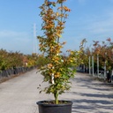Acer palmatum 'Orange Dream' cont. 15L 80-100 cm