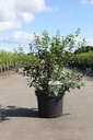 Osmanthus burkwoodii cont. 10L 60-80 cm +p