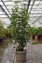 Viburnum tinus 'Giganteum' poj. 8L 60-80 cm