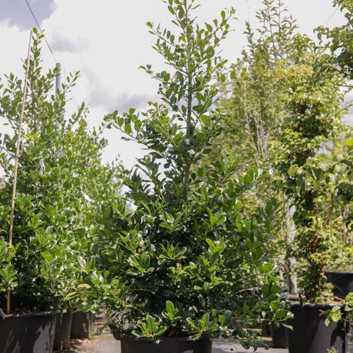 [P] Ilex aquifolium 'J.C. van Tol' cont. 35L 125-150 cm