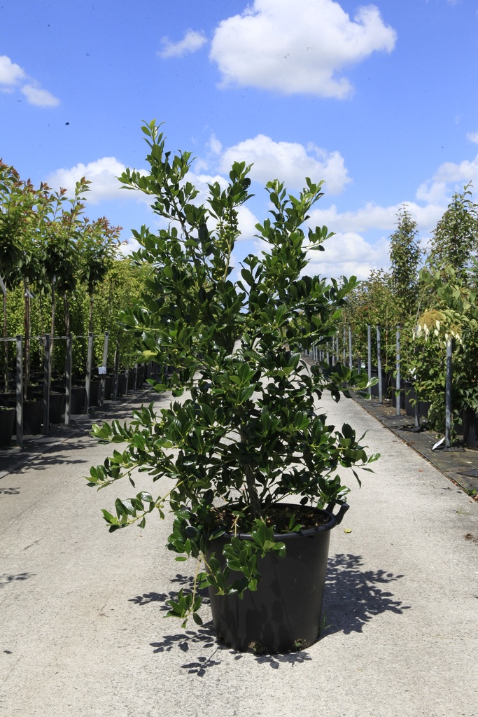 [P] Ilex aquifolium 'J.C. van Tol' cont. 35L 125-150 cm
