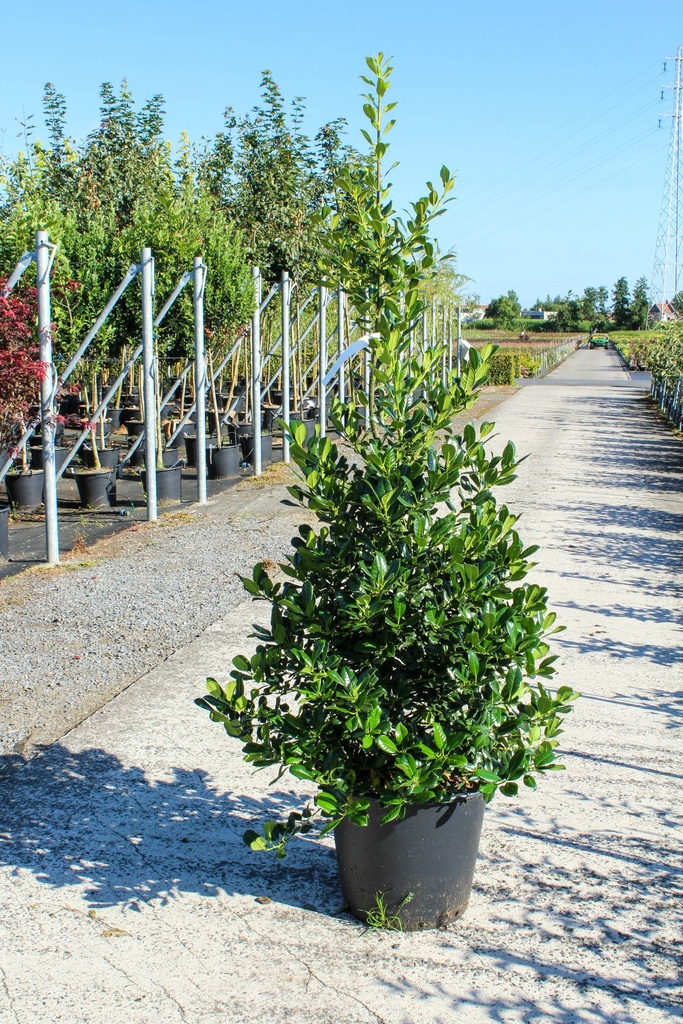 Ilex aquifolium 'J.C. van Tol' cont. 35L 125-150 cm