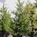 Ilex aquifolium 'J.C. van Tol' cont. 35L 125-150 cm