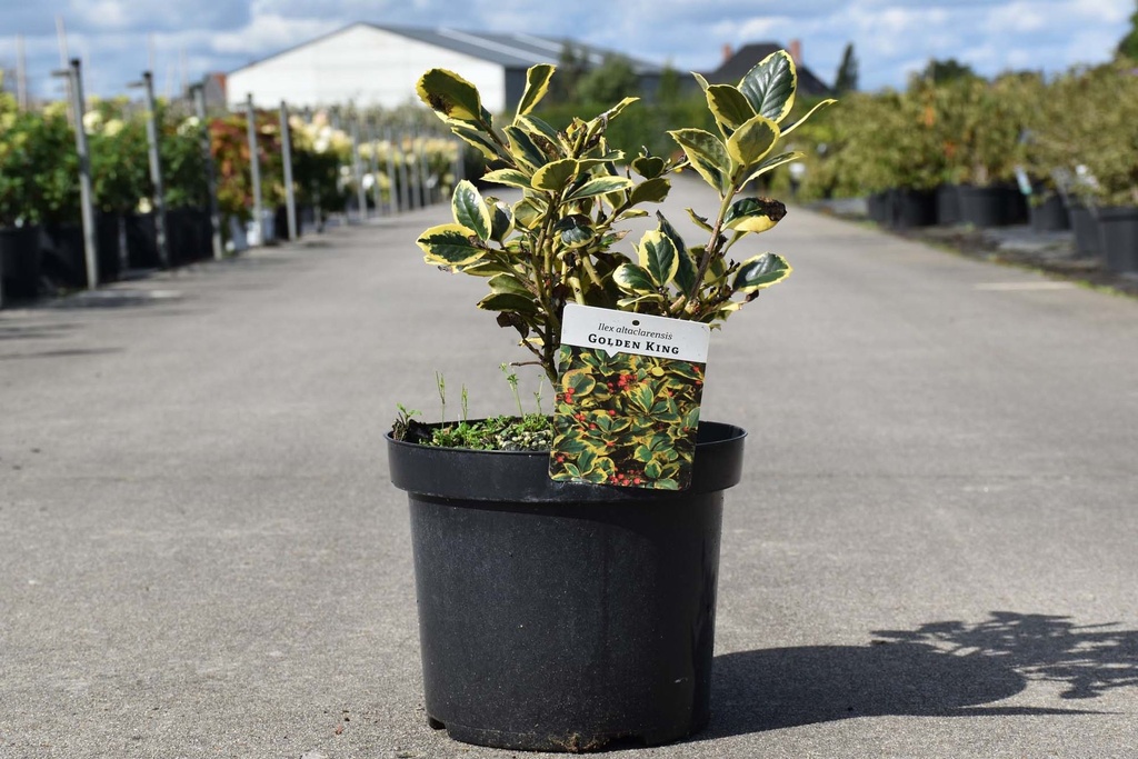 [P] Ilex altaclerensis 'Golden King' Kont. 7,5L 30-40 cm +B