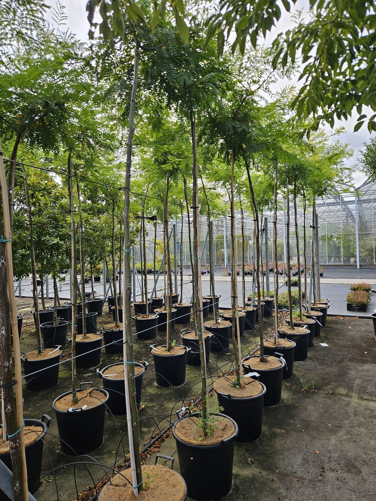 [P] Gleditsia triacanthos 'Sunburst' cont. 35L Stamm 8-10