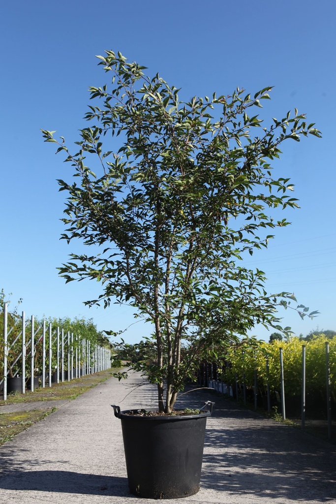 [P] Prunus 'The Bride' cont. 70L 175-200 cm multi-stem