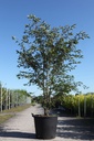 Prunus 'The Bride' cont. 70L 175-200 cm multi-stem