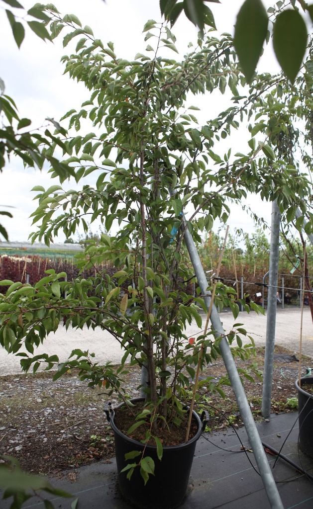 [P] Prunus yedoensis cont. 70L 200-250 cm multi-stem