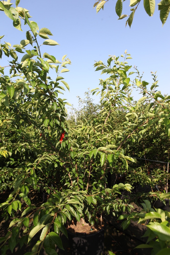 [P] Prunus yedoensis cont. 70L 200-250 cm multi-stem