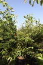 Prunus yedoensis cont. 70L 200-250 cm multi-stem