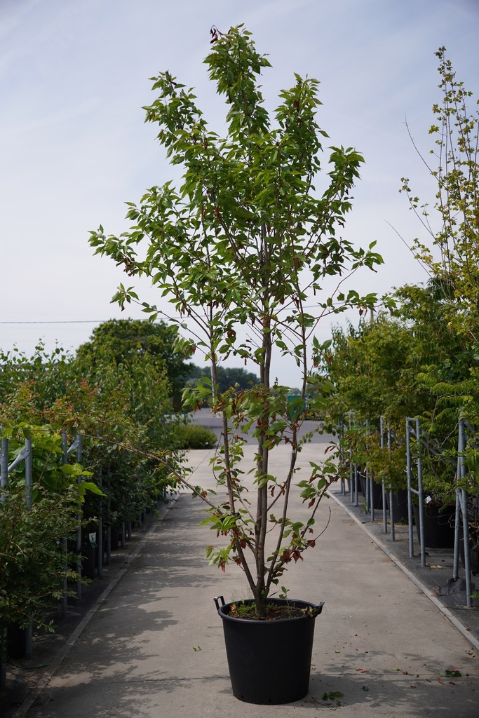[P] Prunus serrulata 'Kanzan' cont. 90L 250-300 cm Multistamm