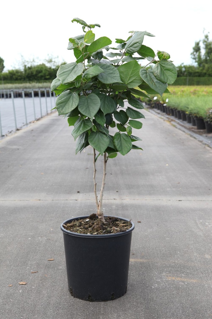 Cercis chinensis 'Avondale' cont. 15L 80-100 cm +f