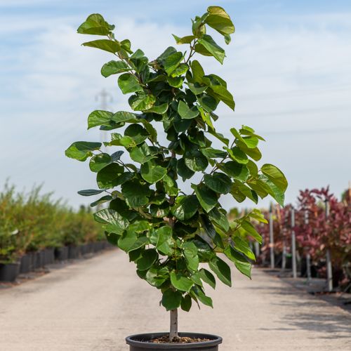 Cercis chinensis 'Avondale' cont. 15L 80-100 cm +p