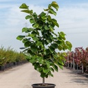 Cercis chinensis 'Avondale' cont. 15L 80-100 cm +ф