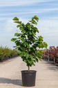 Cercis chinensis 'Avondale' cont. 15L 80-100 cm +B