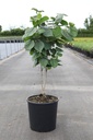 Cercis chinensis 'Avondale' cont. 15L 80-100 cm +p