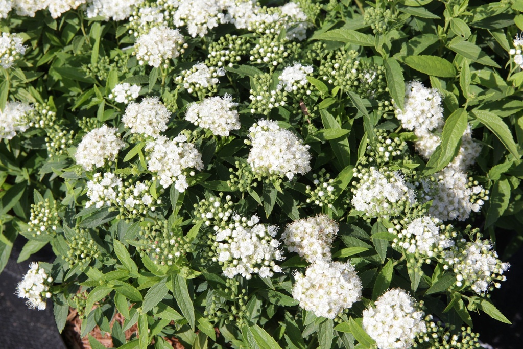 [P] Spiraea japonica 'Albiflora' Kont. 3L