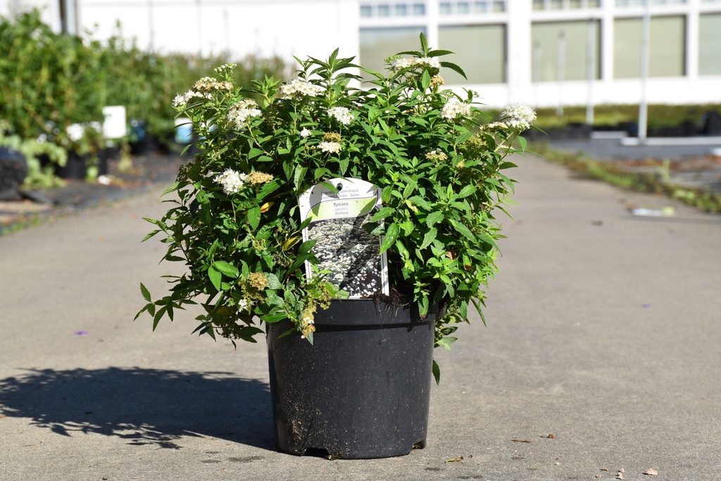 [P] Spiraea japonica 'Albiflora' poj. 3L