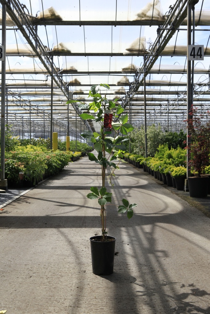 [P] Parthenocissus quinquefolia RED WALL®  cont. 3L выс. 80-100 cm +ф