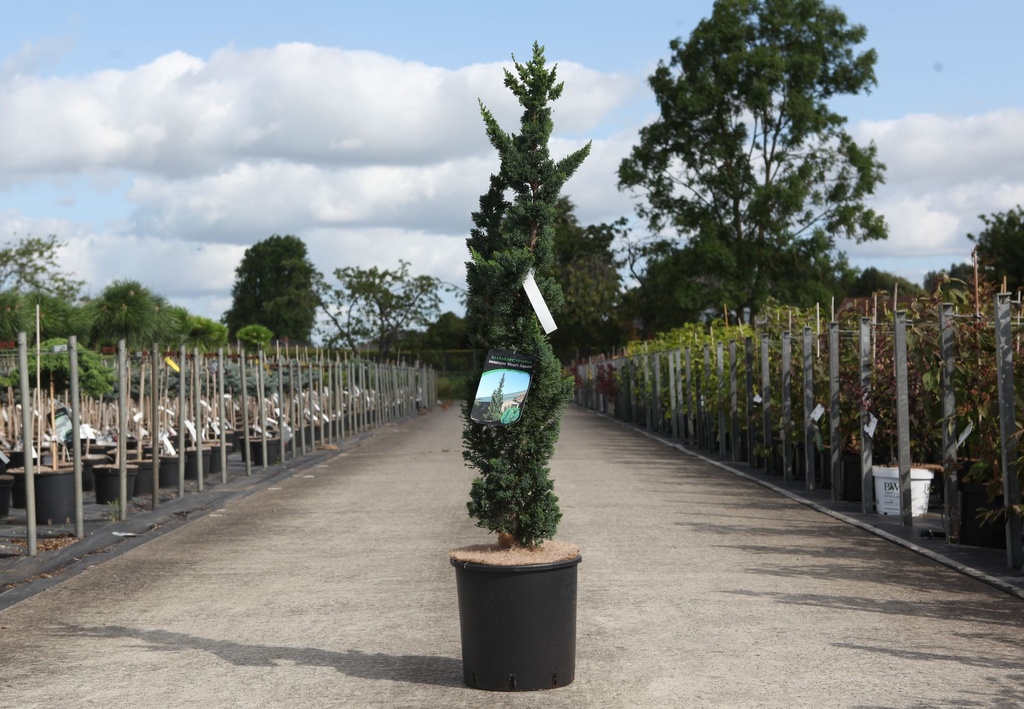 Chamaecyparis lawsoniana 'Wissel's Saguaro' cont. 12L 100-125 cm