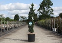 Chamaecyparis lawsoniana 'Wissel's Saguaro' cont. 12L 100-125 cm