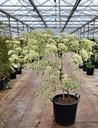 Cornus controversa 'Variegata' cont. 35L 125-150 cm