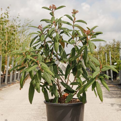 [P] Viburnum rhytidophyllum 'Holland' cont. 25L 100-125 cm
