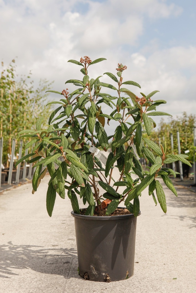 Viburnum rhytidophyllum 'Holland' cont. 25L 100-125 cm