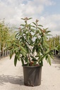 Viburnum rhytidophyllum 'Holland' cont. 25L 100-125 cm
