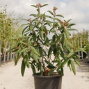 Viburnum rhytidophyllum 'Holland' cont. 25L 100-125 cm