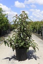 Viburnum rhytidophyllum 'Holland' cont. 25L 100-125 cm