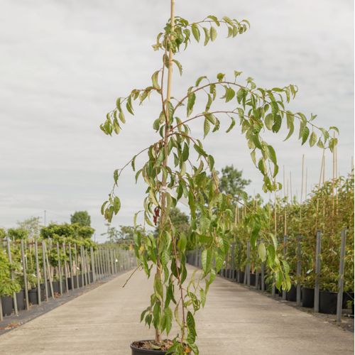 Prunus 'Kiku-shidare-zakura' cont. 12L 175/+ cm feathered +ф