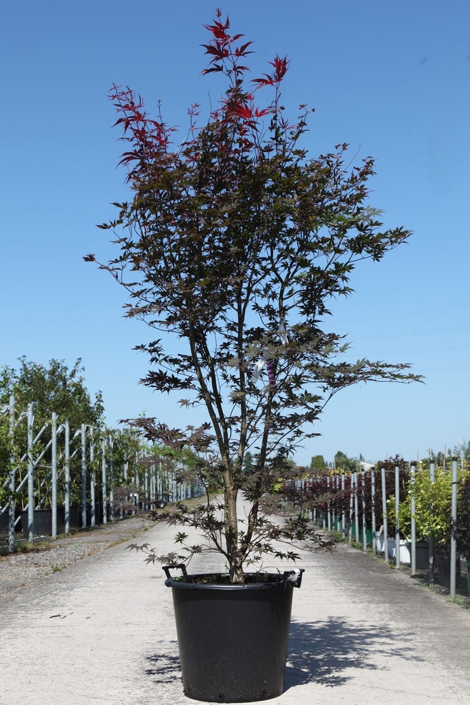 [P] Acer palmatum 'Bloodgood' cont. 50L 150-175 cm
