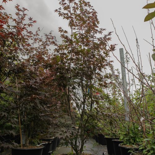[P] Acer palmatum 'Bloodgood' cont. 50L 150-175 cm