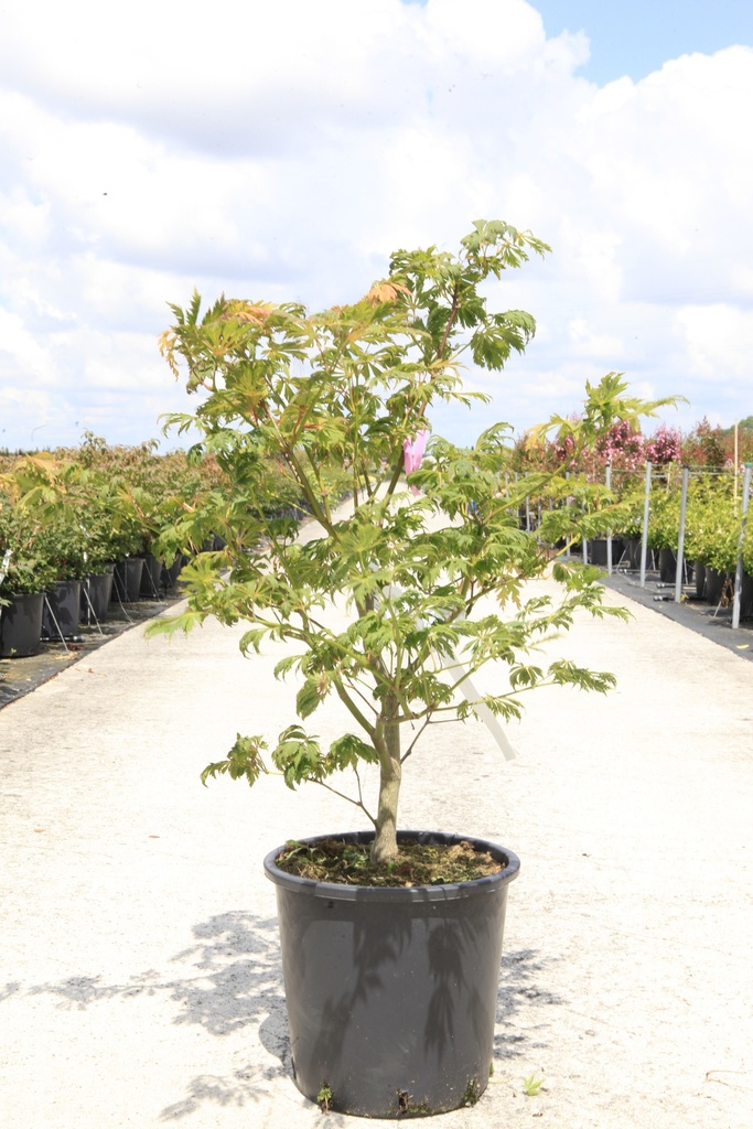 [P] Acer japonicum 'Aconitifolium' cont. 18L 60-80 cm +ф
