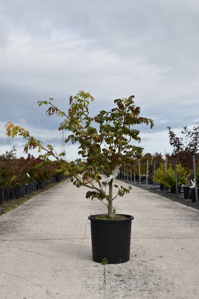 [P] Acer japonicum 'Aconitifolium' cont. 18L 60-80 cm +f