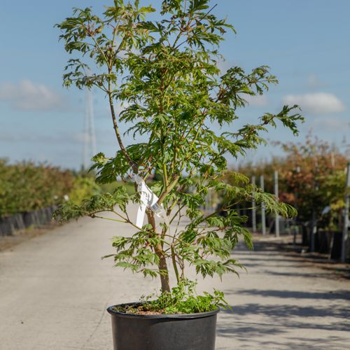 [P] Acer japonicum 'Aconitifolium' cont. 18L 60-80 cm +p