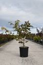 Acer japonicum 'Aconitifolium' cont. 18L 60-80 cm +f