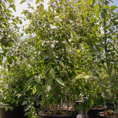 [P] Callicarpa bodinieri 'Profusion' cont. 70L 175-200 cm