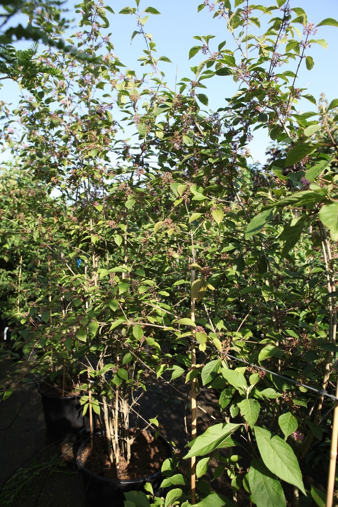 [P] Callicarpa bodinieri 'Profusion' cont. 70L 175-200 cm