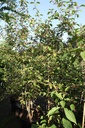 Callicarpa bodinieri 'Profusion' cont. 70L 175-200 cm