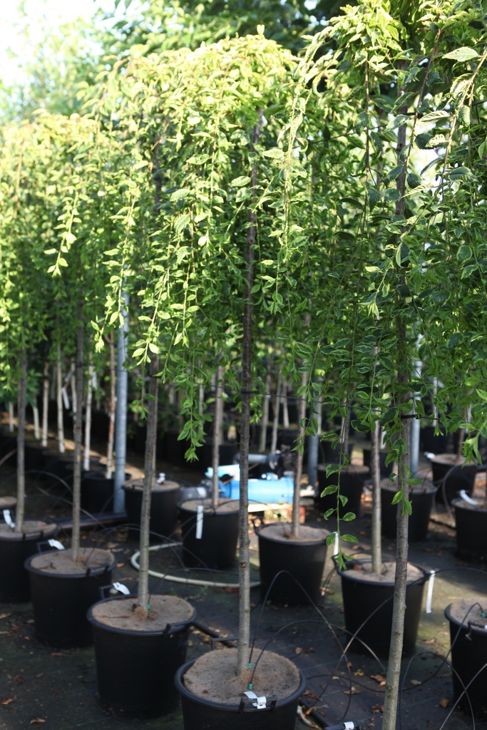 [P] Prunus incisa 'Frilly Frock®' cont. 35L standard 8-10