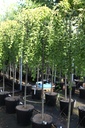 Prunus incisa 'Frilly Frock®' cont. 35L standard 8-10