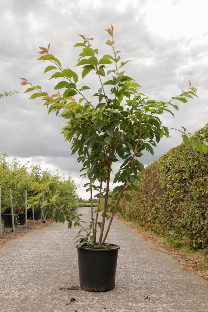 Prunus serrulata 'Kanzan' cont. 25L 150/+ cm