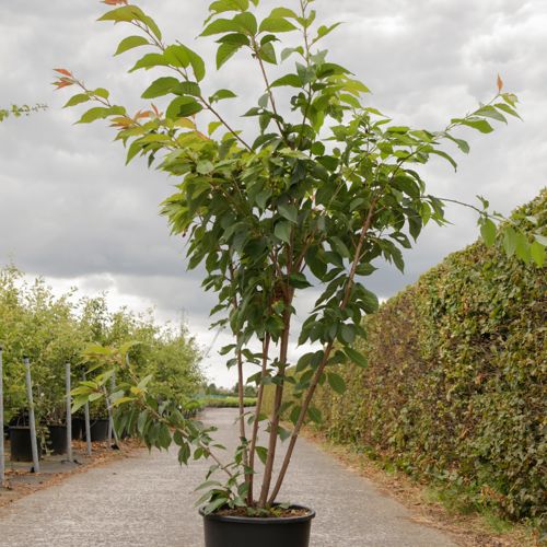 [P] Prunus serrulata 'Kanzan' cont. 25L 150/+ cm